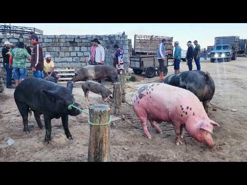 FEIRA DE SUÍNOS EMCAPOEIRAS-PE  12-12-2025 #nordeste