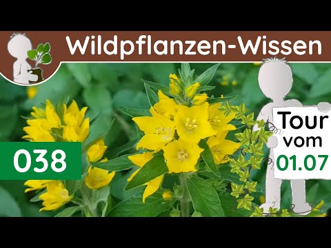 038 - Öliges, gelbes, gehörntes & verwechselbares (Gilbweiderich, Kamille, ..) - Botanik-Doku - Juli