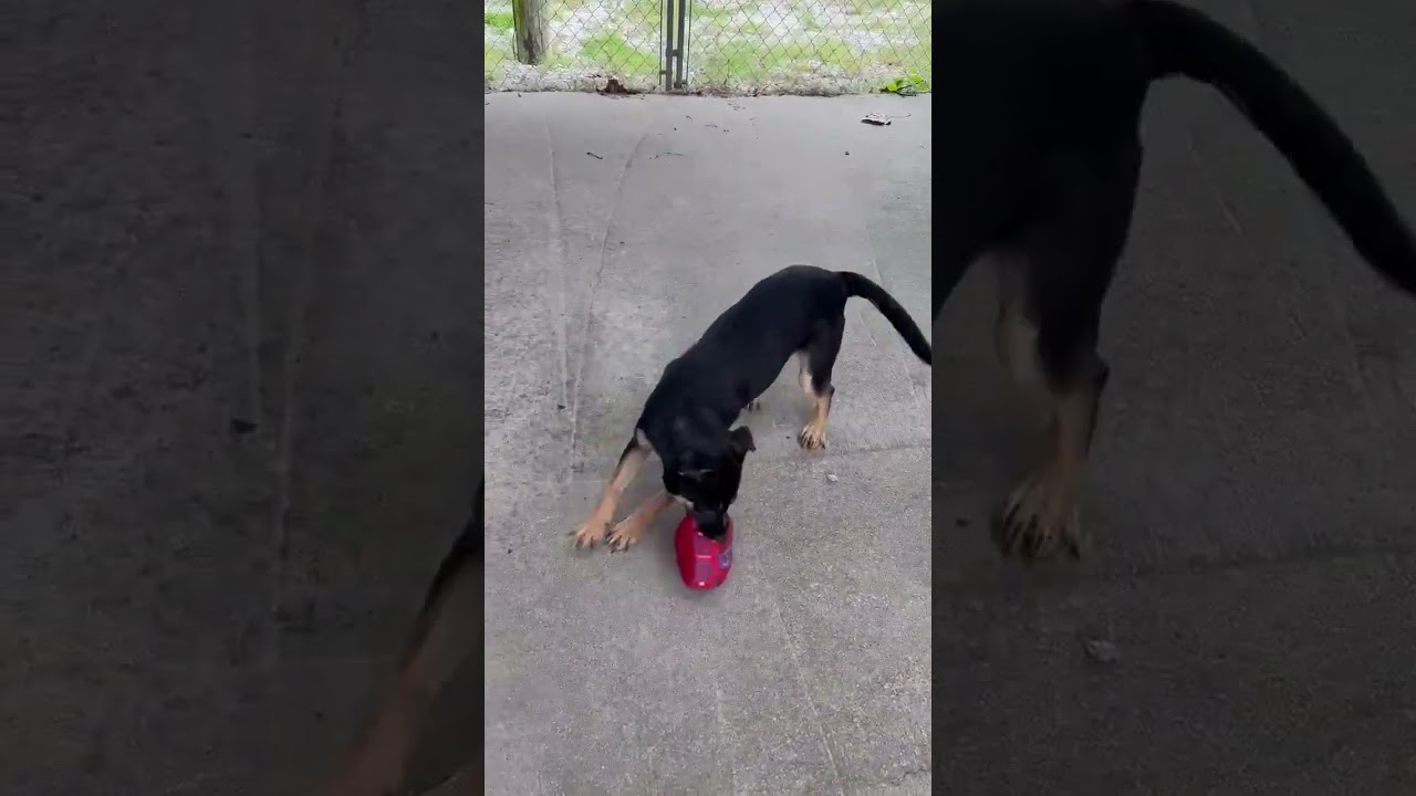 Motsi, an adopted mixed breed in Aurora, IL video 2/2