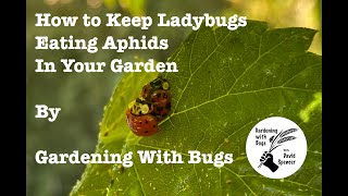 How to Keep Ladybugs Eating Aphids in Your Garden