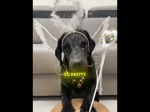 She Gave Her Dog A Full Makeover 😂