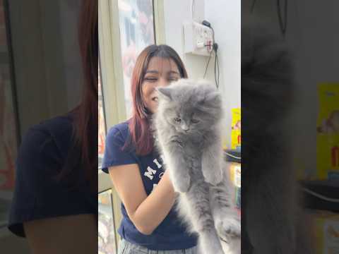 Finally humne cat buy kr li ☺️🐈‍⬛ #sonehavlogs #minivlog