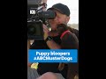 Puppy Bloopers From Muster Dogs Look For The Snake Muster Dogs Shorts ABC Australia