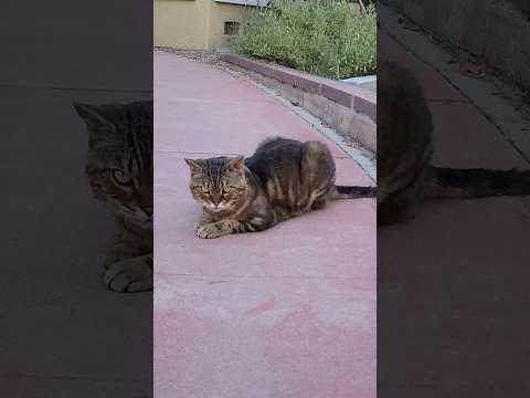 Intriguing Behavior of Terry : Sudden Jealousy or Just Playful? Have you seen a cat that winks?