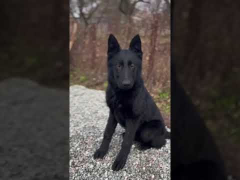 Deutscher Schäferhund Welpe kaufen