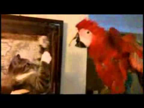 When Animals Attack.wmv
