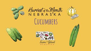 Harvest of the Month: Cucumbers