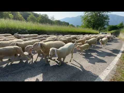 Gregge di pecore a Fonteno (Bg)