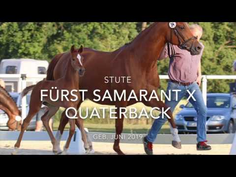 Stute von Fürst Samarant x  Quaterback