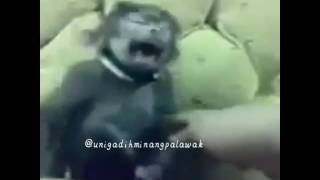 Download lagu Gadih minang palawak#Monyet ketawa dubbing mp3 Download lagu Gadih minang palawak#Monyet ketawa dubbing mp3