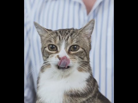 YouTube video about: How to give a cat a pill funny with pictures?