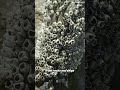 What Are Barnacles? #barnacles
