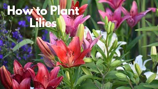 Lilies: Planting and Care