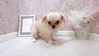 ハーフ犬の動画01