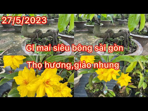 Mai vàng giá rẻ(0399235790 thi) 27/5/2023,gl mai siêu bông sài gòn,thọ hương,giảo nhung bao ship￼