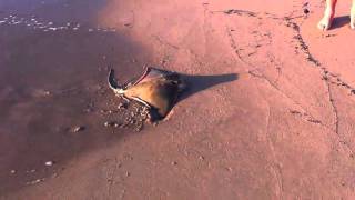 Holly Hards Catches a stingray at Preston Beach.MOV