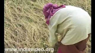 Harvest of Njavara, the medicinal paddy