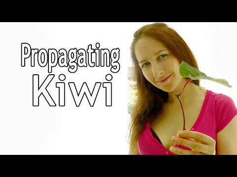 download lagu mp3 mp4 Where Are Kiwis From, download lagu Where Are Kiwis From gratis, unduh video klip Where Are Kiwis From
