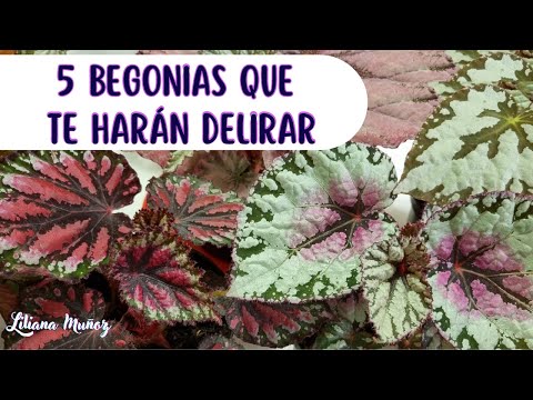 , title : '5 BEGONIAS QUE TE HARÁN DELIRAR/Liliana Muñoz'