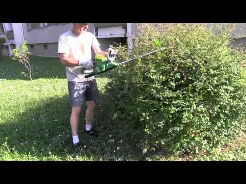 Gartentipp: Sträucher richtig schneiden