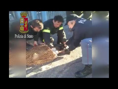 Pistoia, vigili del fuoco salvano capriolo incastrato tra le sbarre