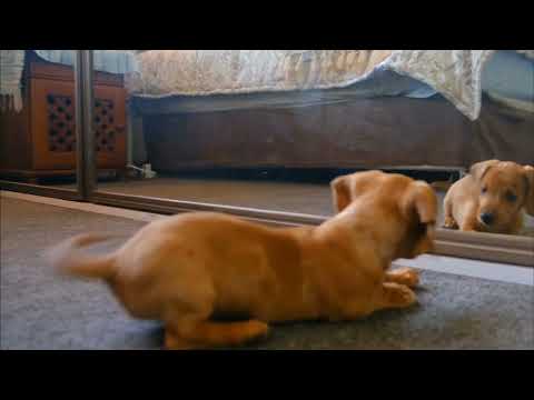 jab!baby dog#ne khud ko darpan#ke samne dekha#