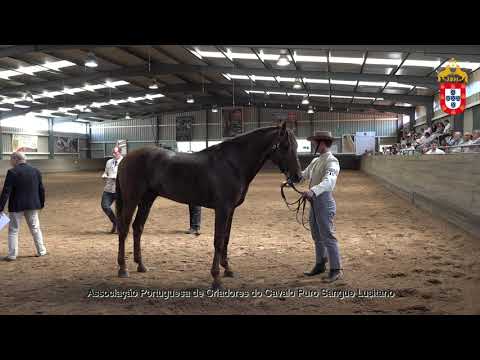230424 19 X Amoroso - Aprovação de Garanhões