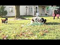 Australian Shepherd dogs for sale: Dorrie - Video 1