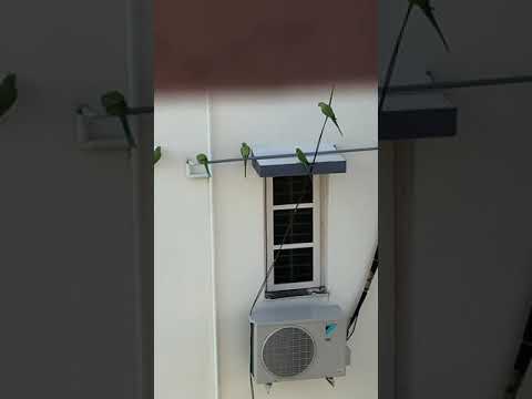 It looks like amazing | fab 5 | #shorts | Ravali’s Vlogs