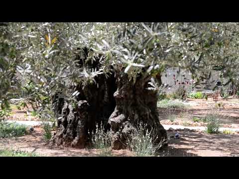 Grădina Ghetsimani – locul în care au început Patimile Domnului Iisus Hristos