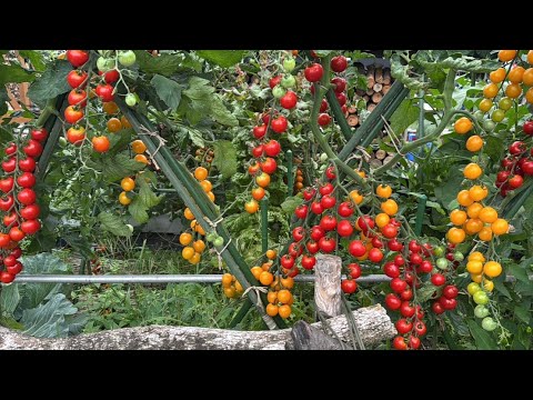 トマトを簡単に甘くする方法　猛暑でも「鈴なりに実るトマトの育て方」25/8/2