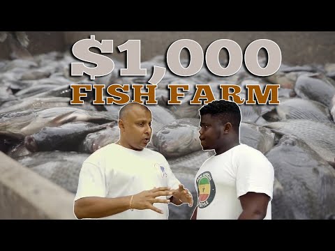 , title : 'How To Start A Backyard Tilapia Farm With a $1000'