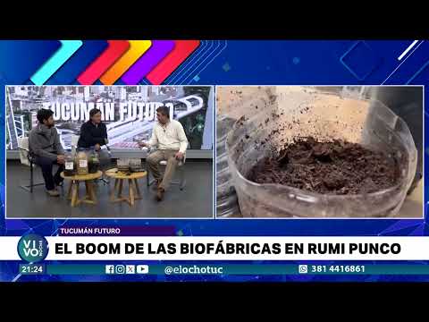 TUCUMÁN FUTURO:  EL BOOM DE LAS BIOFÁBRICAS EN RUMI PUNCO