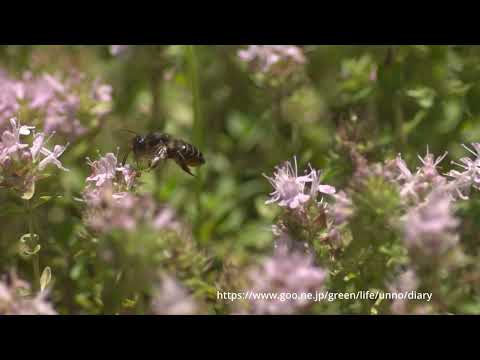 イブキジャコウソウで花粉を集めるスミゾメハキリバチ