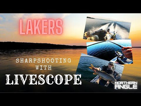 Sharpshooting Lake Trout using Livescope #laketrout #livescope