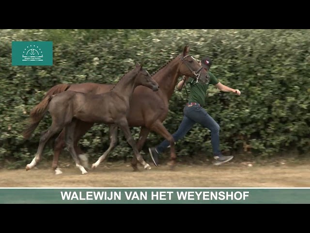 WALEWIJN VAN HET WEYENSHOF