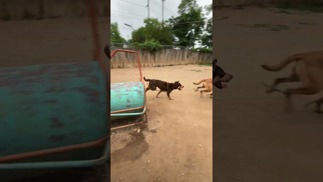 Enlarge Eli, a Adoptable mixed breed in Austin, TX video 6/6