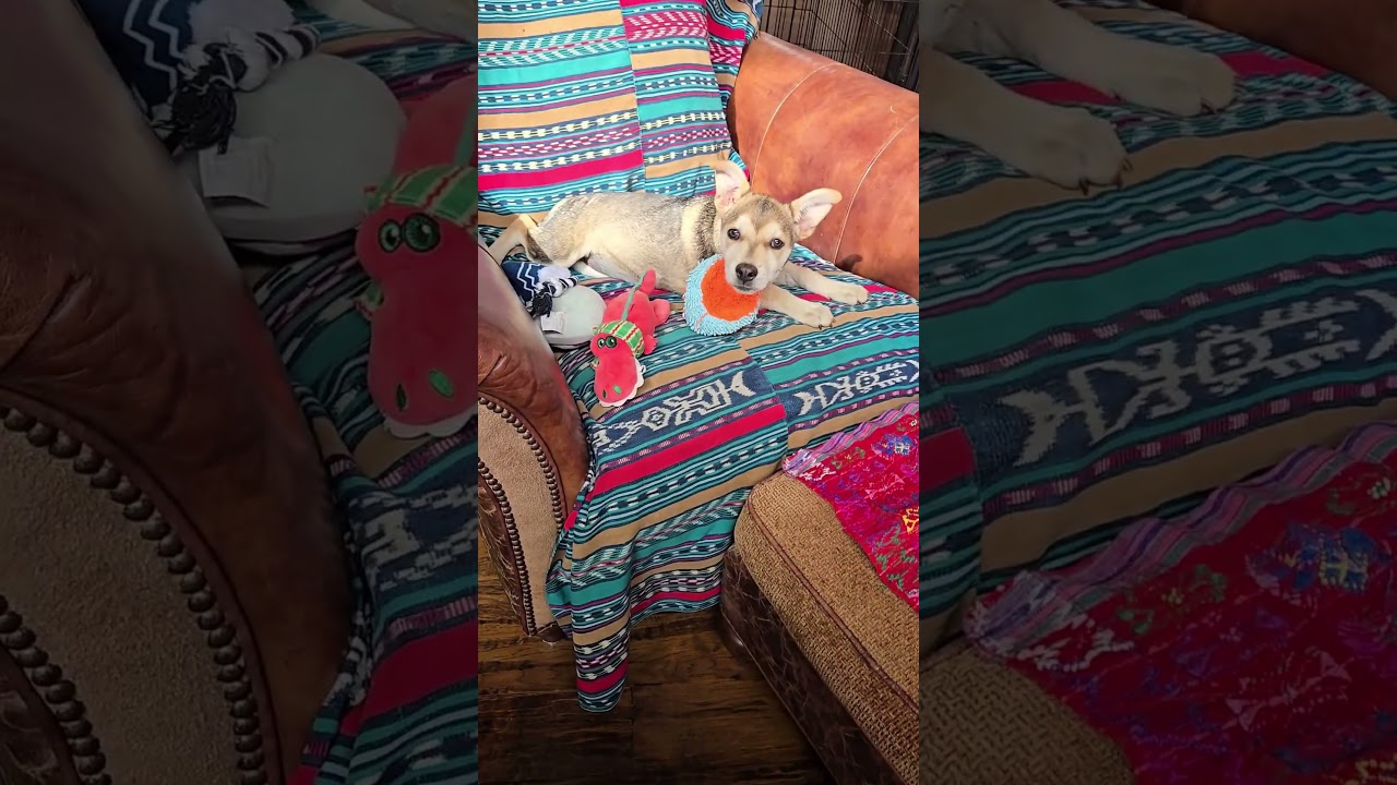 Enlarge Lucy, a Adopted mixed breed in Evergreen, CO video 3/6