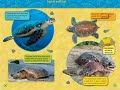 National Geographic Readers Sea Turtles
