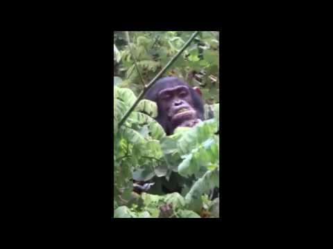 Chimpanzees of Mahale Mountains NP, Greystoke Mahale, Tanzania