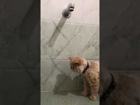 Persian cat plays with water