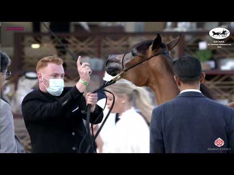 N 8 AL NAYFA UMM ALUDHAM   Katara Int  Arabian Peninsula Horse Show 2022   Yearling Fillies Class 1A