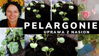 UPRAWA PELARGONII Z NASION. ROZMNAŻANIE PELARGONII 2 METODY KWIATY DONICZKOWE. Kiedy siać pelargonie