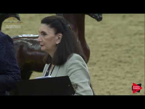 N.166 MAKHOOL AL NAIF - 2019 Qatar Nat. Peninsula show - Stallions 4 to 6 Years Old (Class 10) .mp4