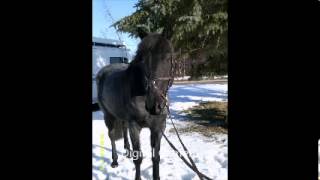 preview picture of video 'Willy Canadian Warmblood Prospect'