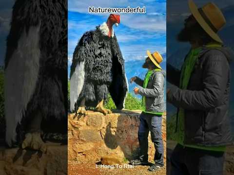 Andean Condor, A large vulture that lives in the Andes