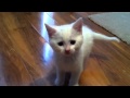 Cute Kitten plays with tape 