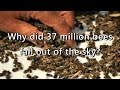 37 Million Bees Fall Out Of The Sky Straight After ...