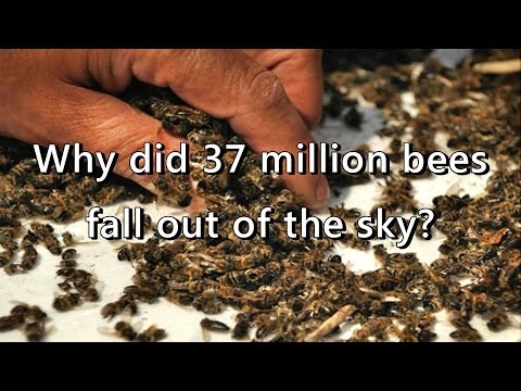37 Million Bees Fall Out Of The Sky Straight After GMO Plantation In Canada