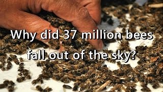 37 Million Bees Fall Out Of The Sky Straight After GMO Plantation In Canada